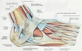 Muscles of the foot Steve Jordan 